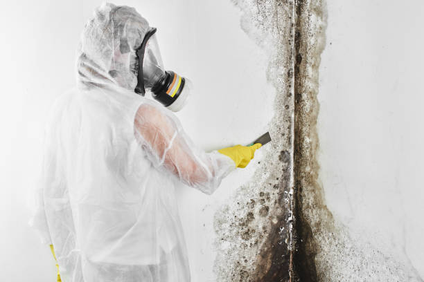 Best Residential Mold Remediation in Lake Como, NJ