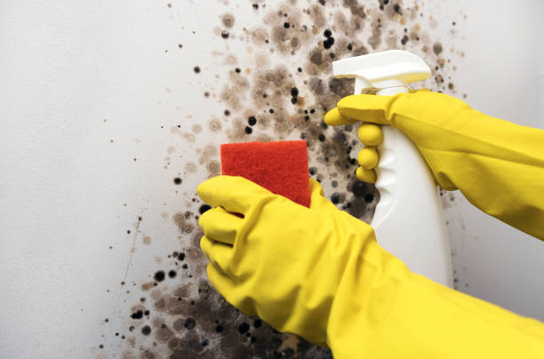 Best Basement Mold Remediation in Lake Como, NJ