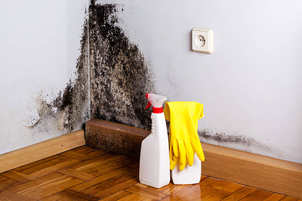 Best Insurance-Related Mold Remediation in Lake Como, NJ